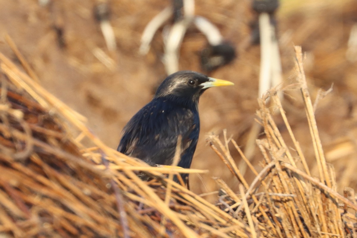 Einfarbstar - ML645198931