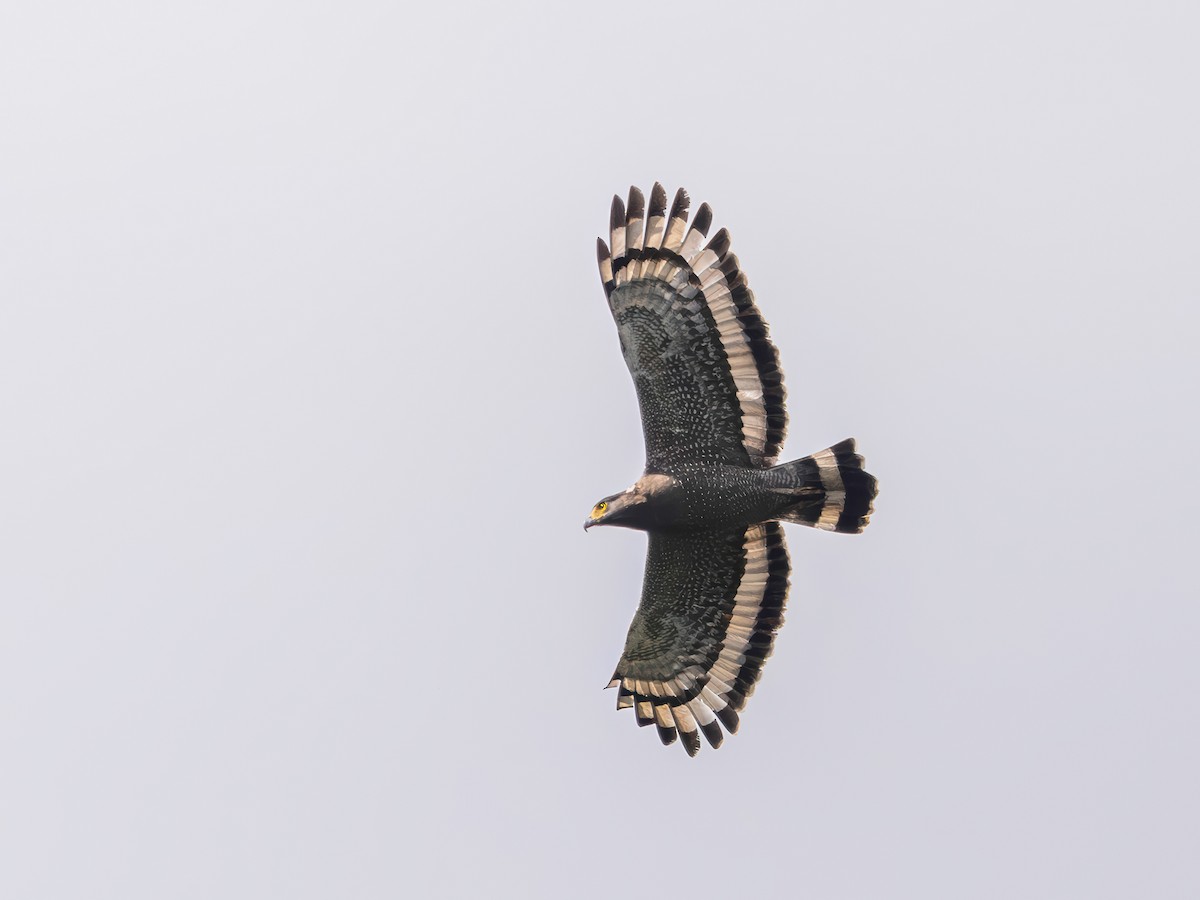 Crested Serpent-Eagle - ML645198941