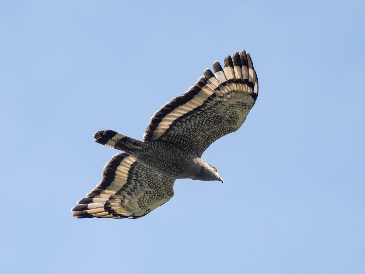 Crested Serpent-Eagle - ML645198942