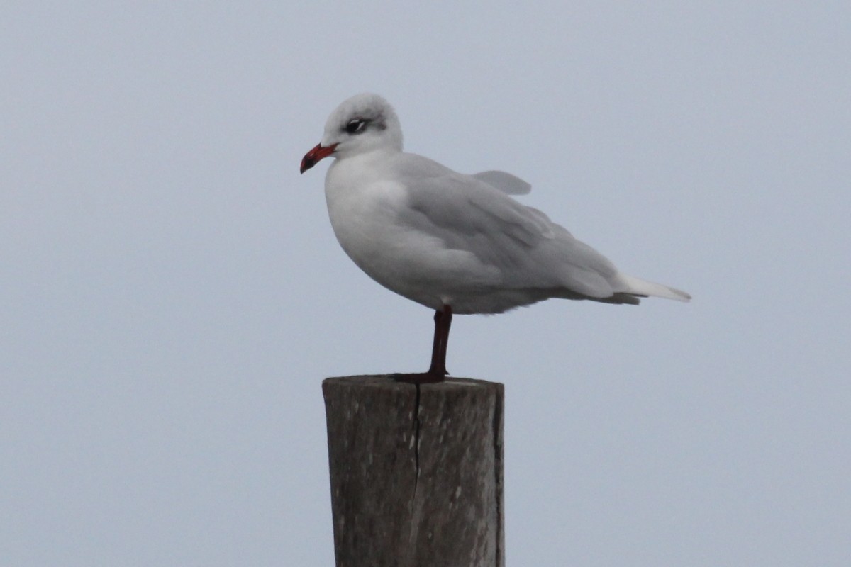Mediterranean Gull - ML645198972