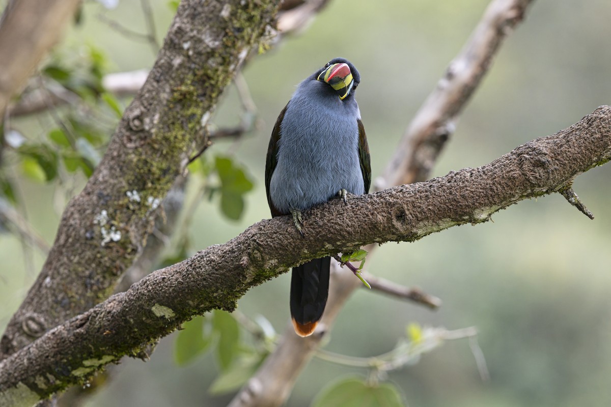 lavendeltukan - ML645198996