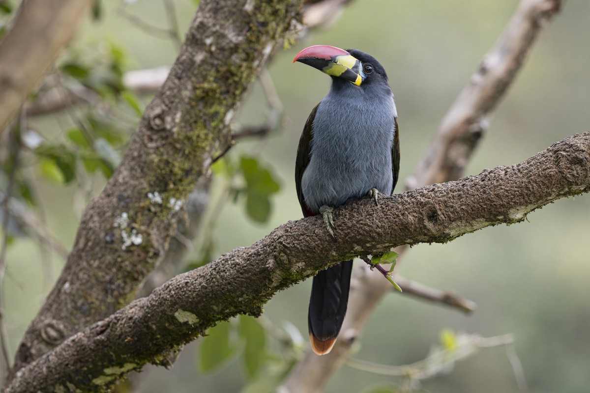 lavendeltukan - ML645198998