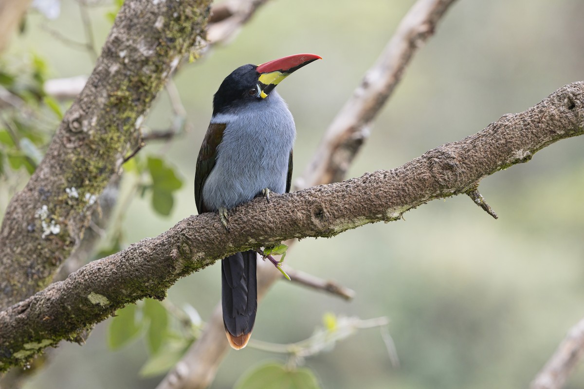 lavendeltukan - ML645198999