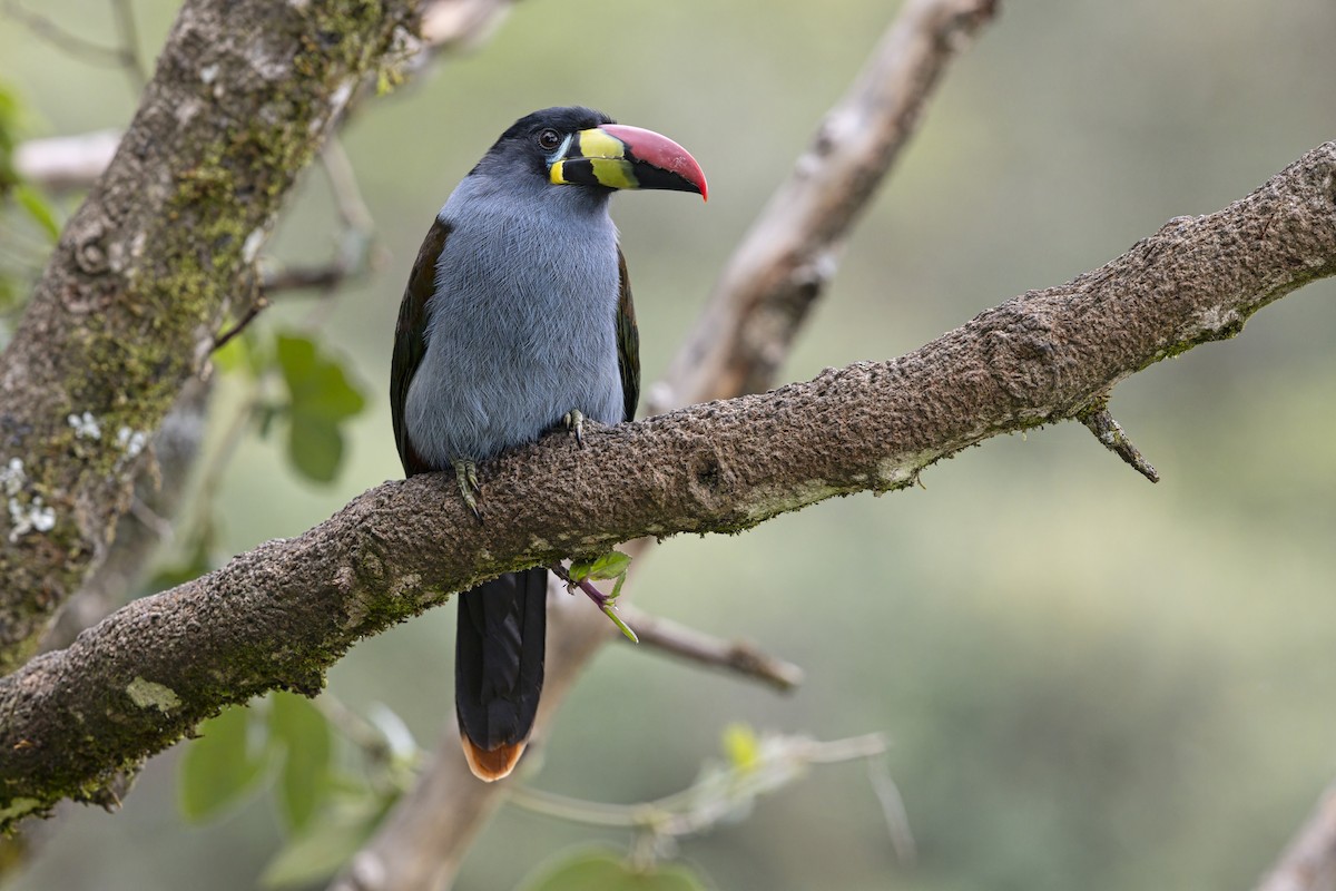 lavendeltukan - ML645199000