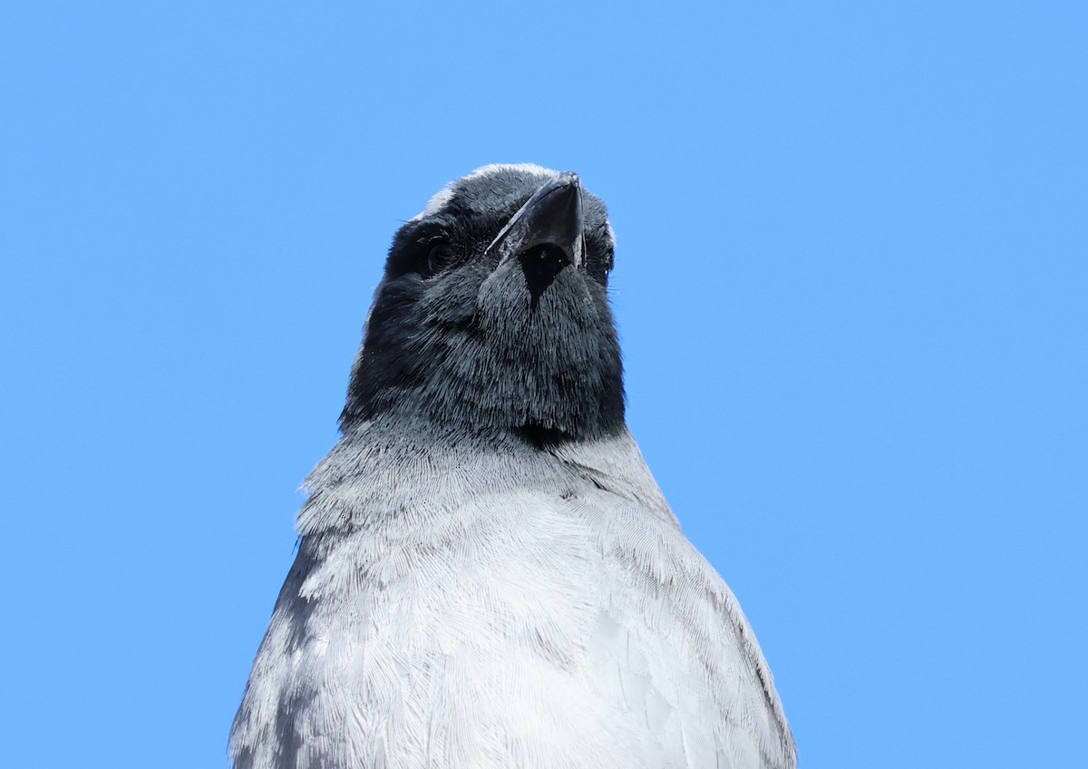 Black-faced Cuckooshrike - ML645199001