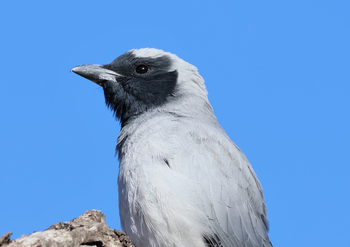 Black-faced Cuckooshrike - ML645199002