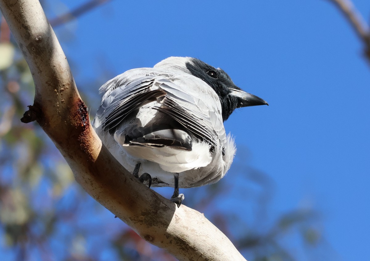 Black-faced Cuckooshrike - ML645199003