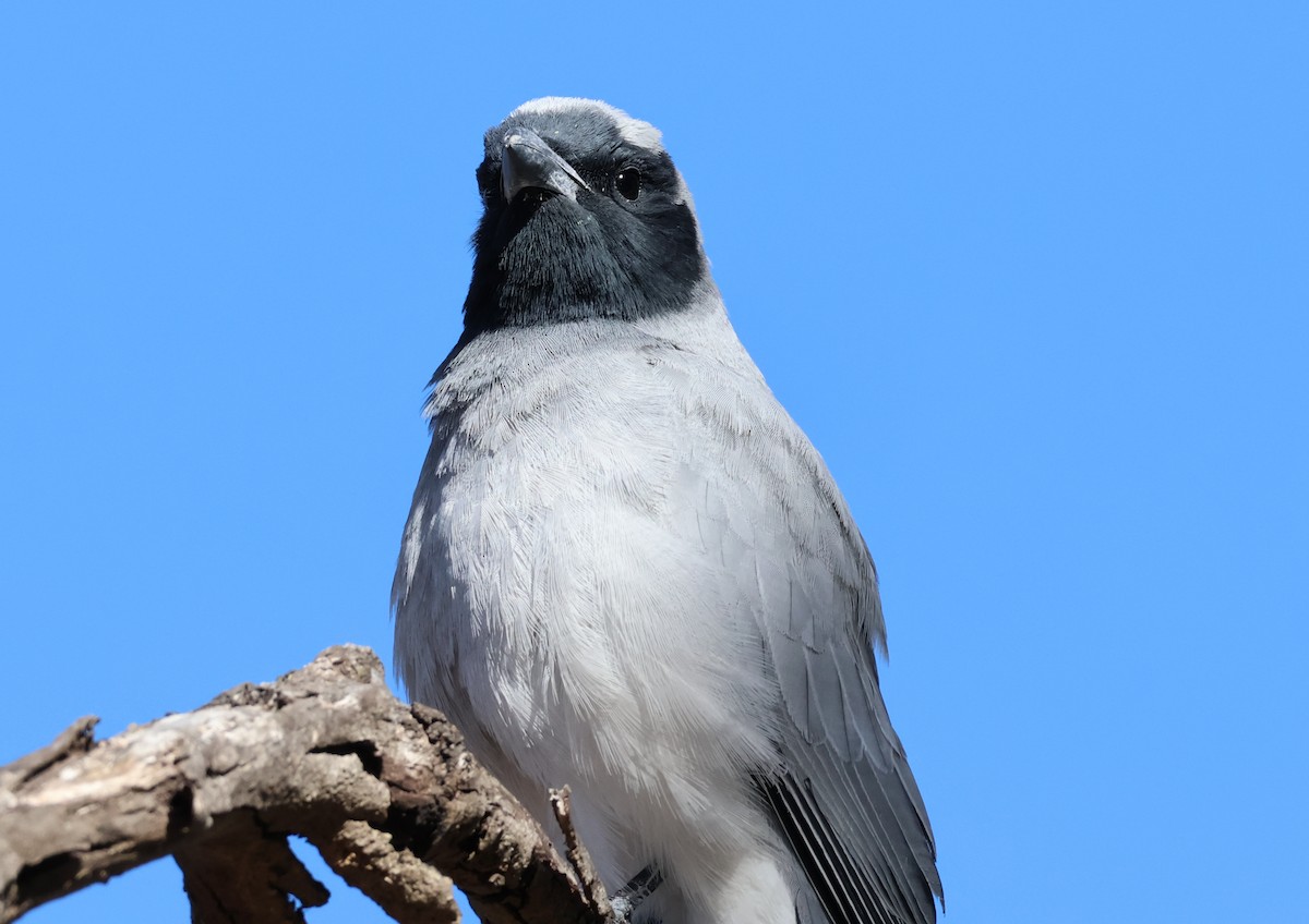 Black-faced Cuckooshrike - ML645199004