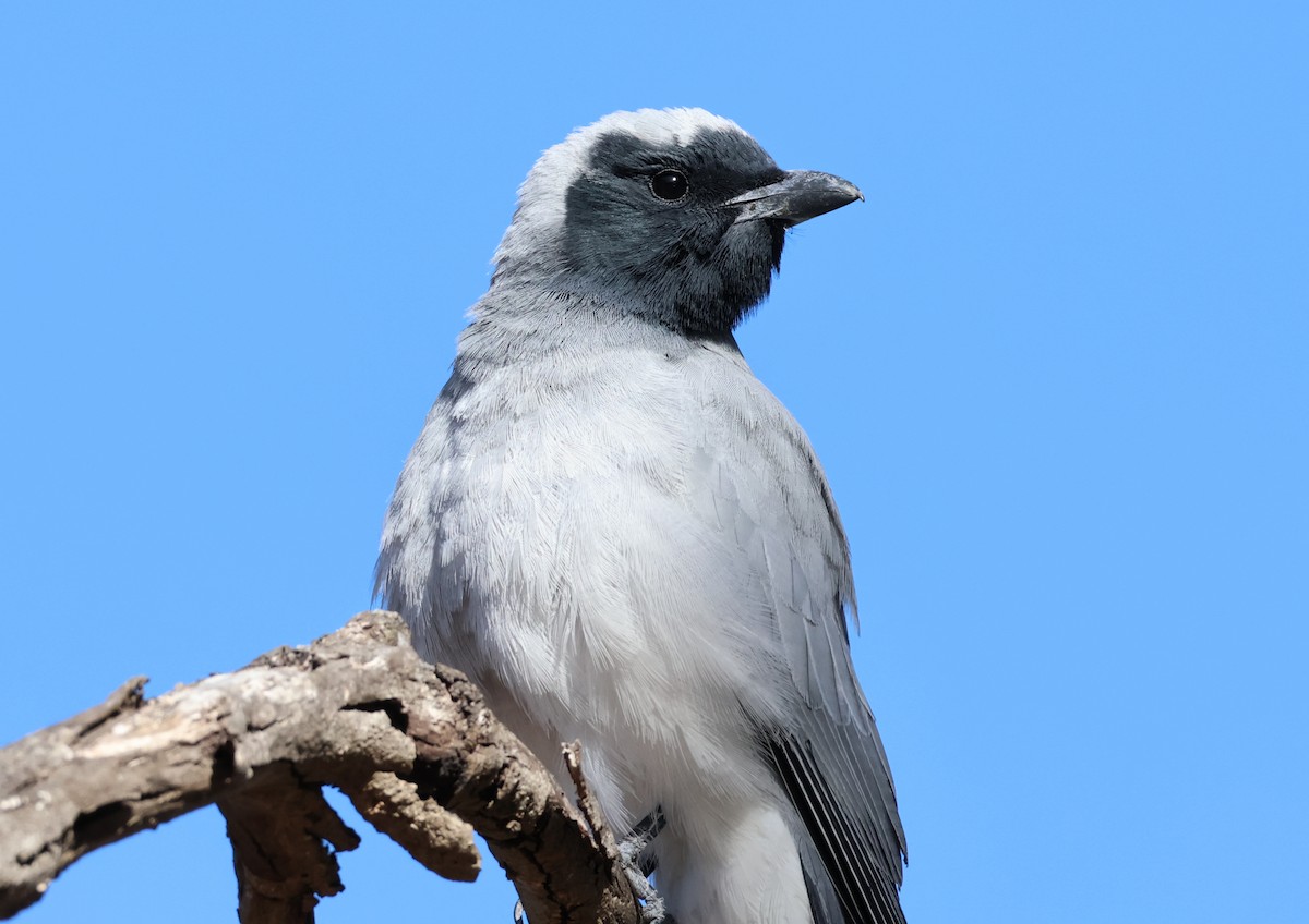 Black-faced Cuckooshrike - ML645199005
