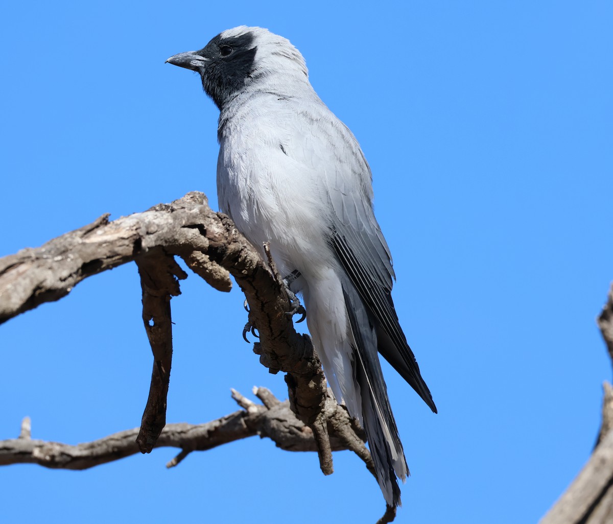 Black-faced Cuckooshrike - ML645199006