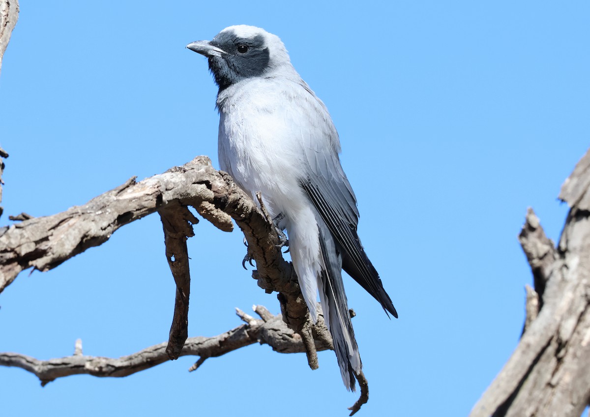 Black-faced Cuckooshrike - ML645199007