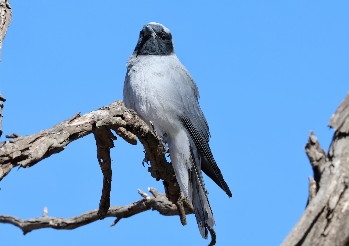 Black-faced Cuckooshrike - ML645199008