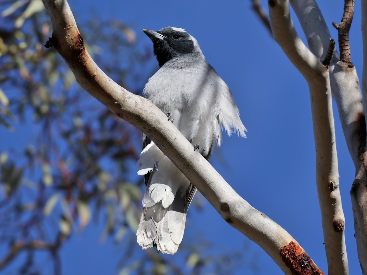 Black-faced Cuckooshrike - ML645199009