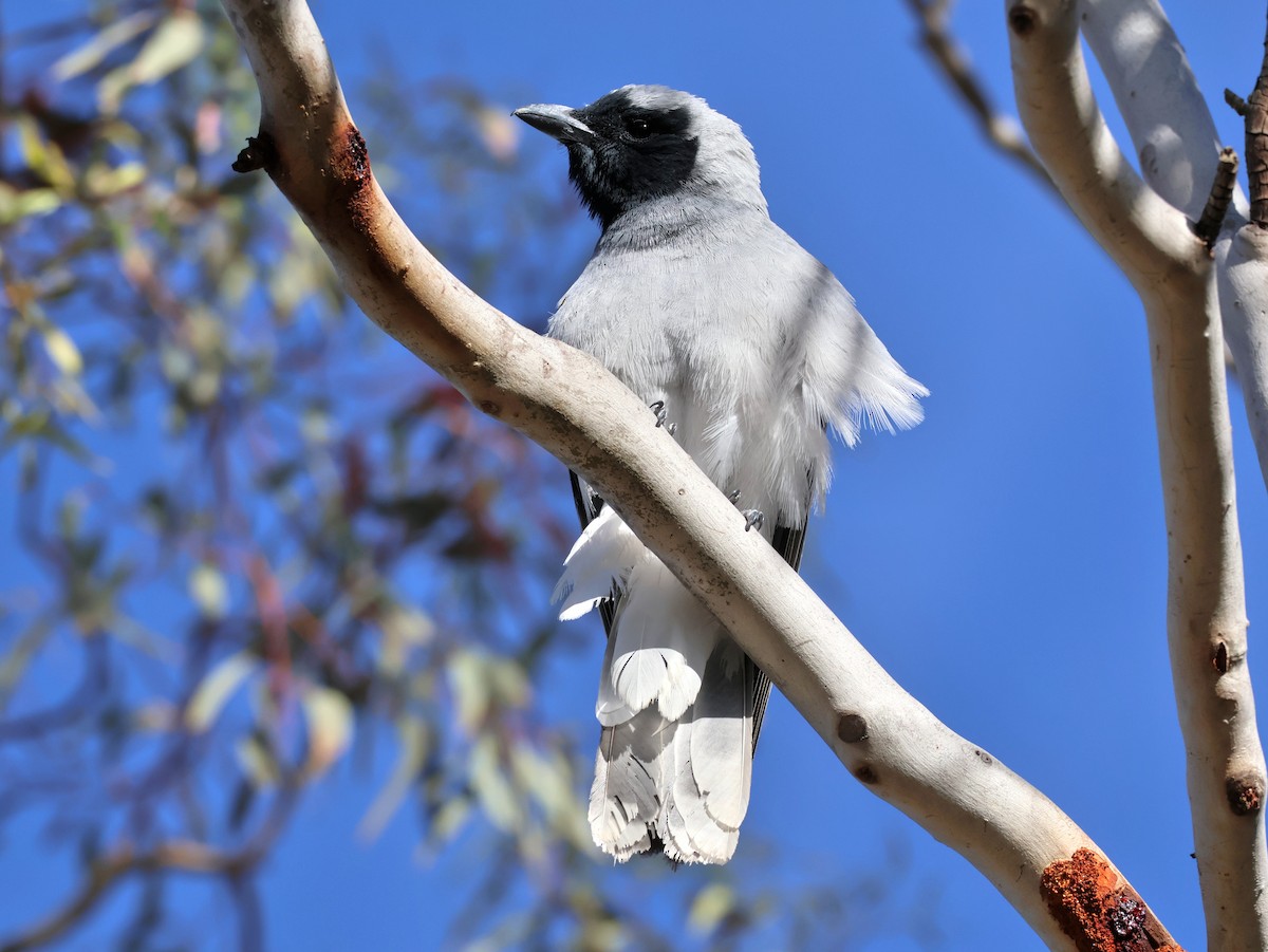 Black-faced Cuckooshrike - ML645199010