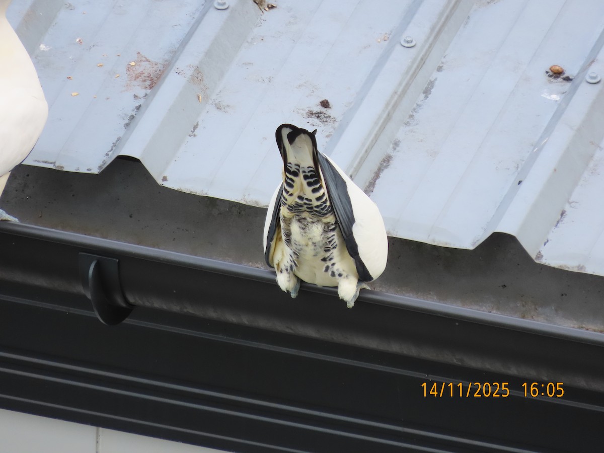 Carpophage argenté - ML645199083