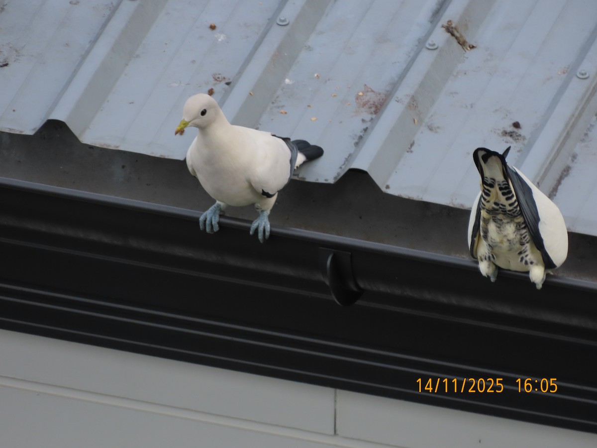 Carpophage argenté - ML645199091