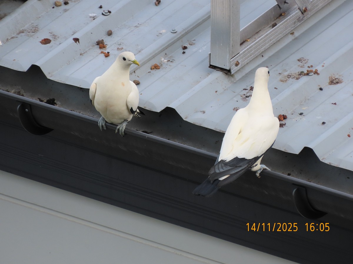 Carpophage argenté - ML645199096