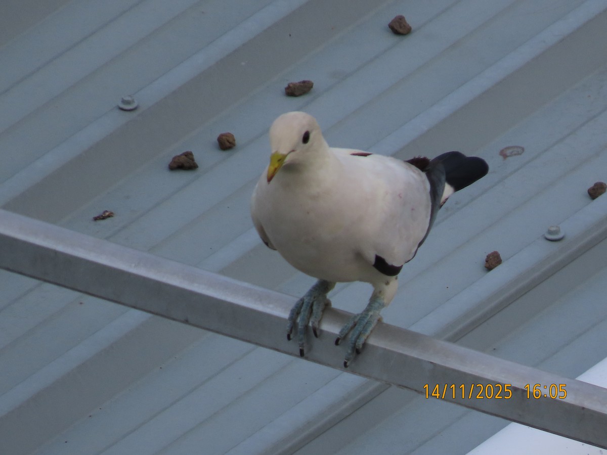 Carpophage argenté - ML645199097
