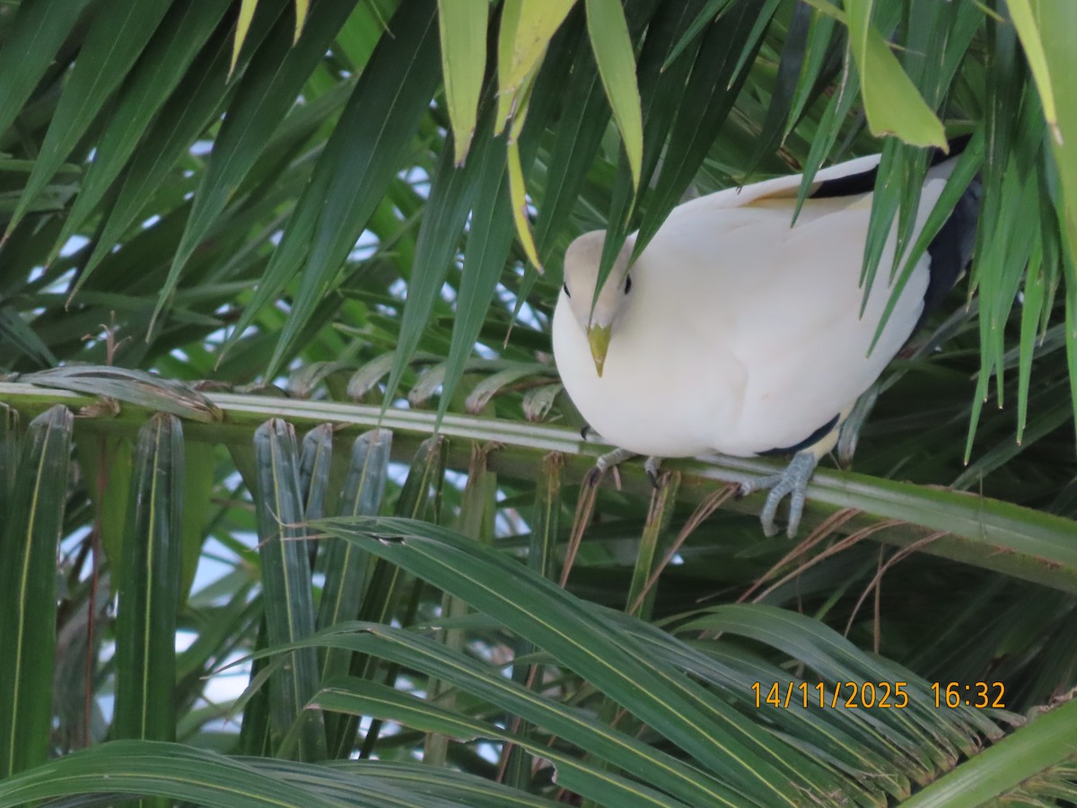 Carpophage argenté - ML645199100
