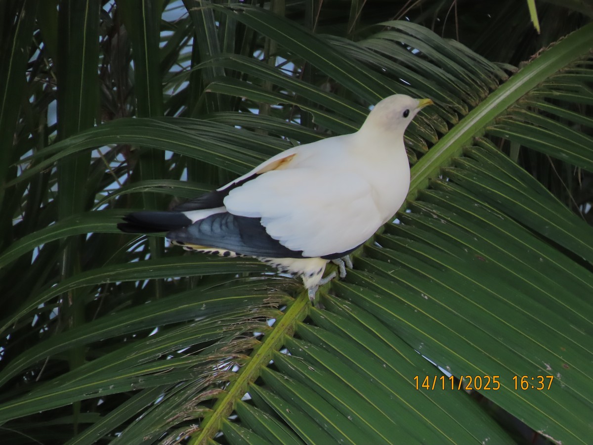 Carpophage argenté - ML645199102