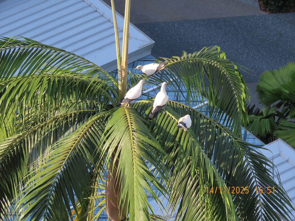 Carpophage argenté - ML645199105