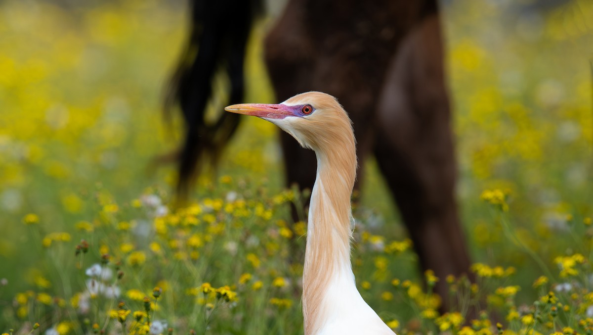 Eastern Cattle-Egret - ML645199106