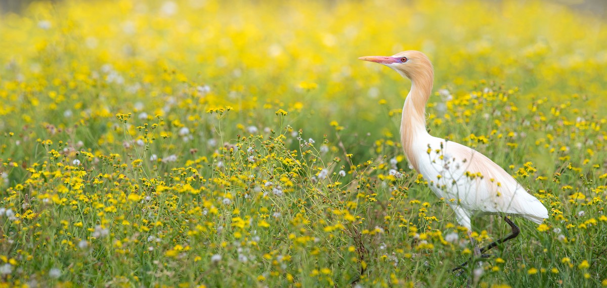 Eastern Cattle-Egret - ML645199107