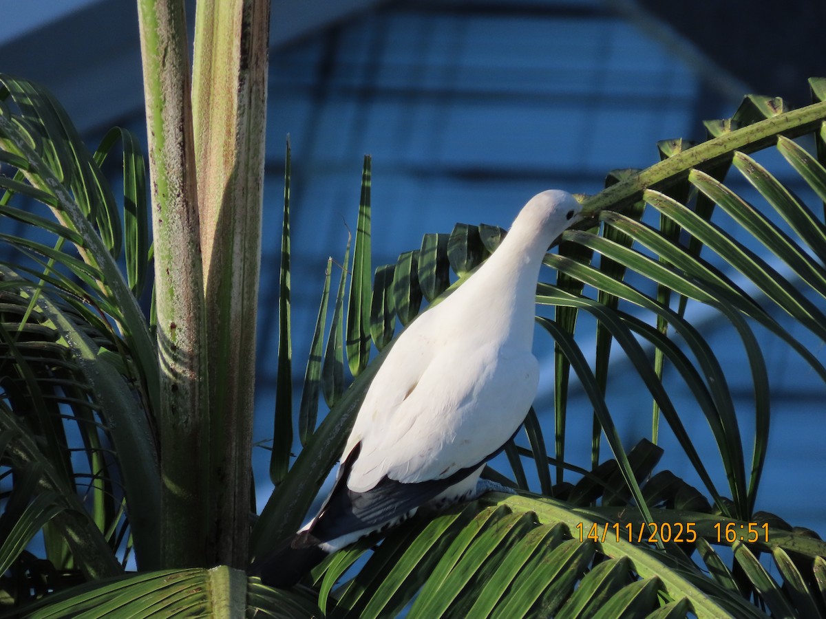 Carpophage argenté - ML645199108
