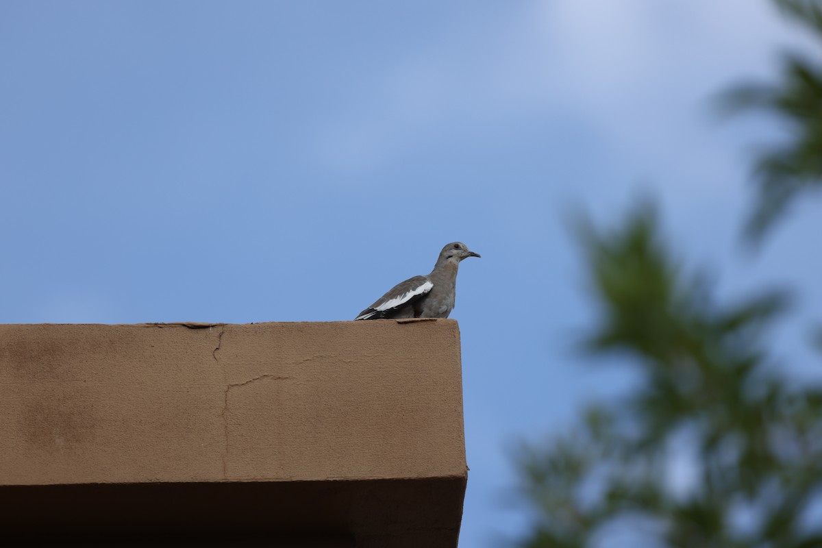 White-winged Dove - ML645199109