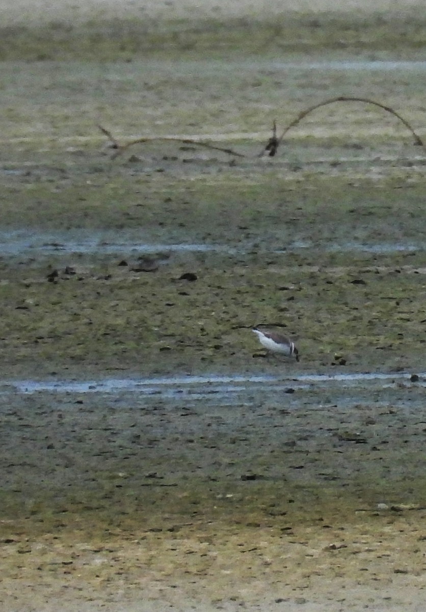 Semipalmated Plover - ML645199128