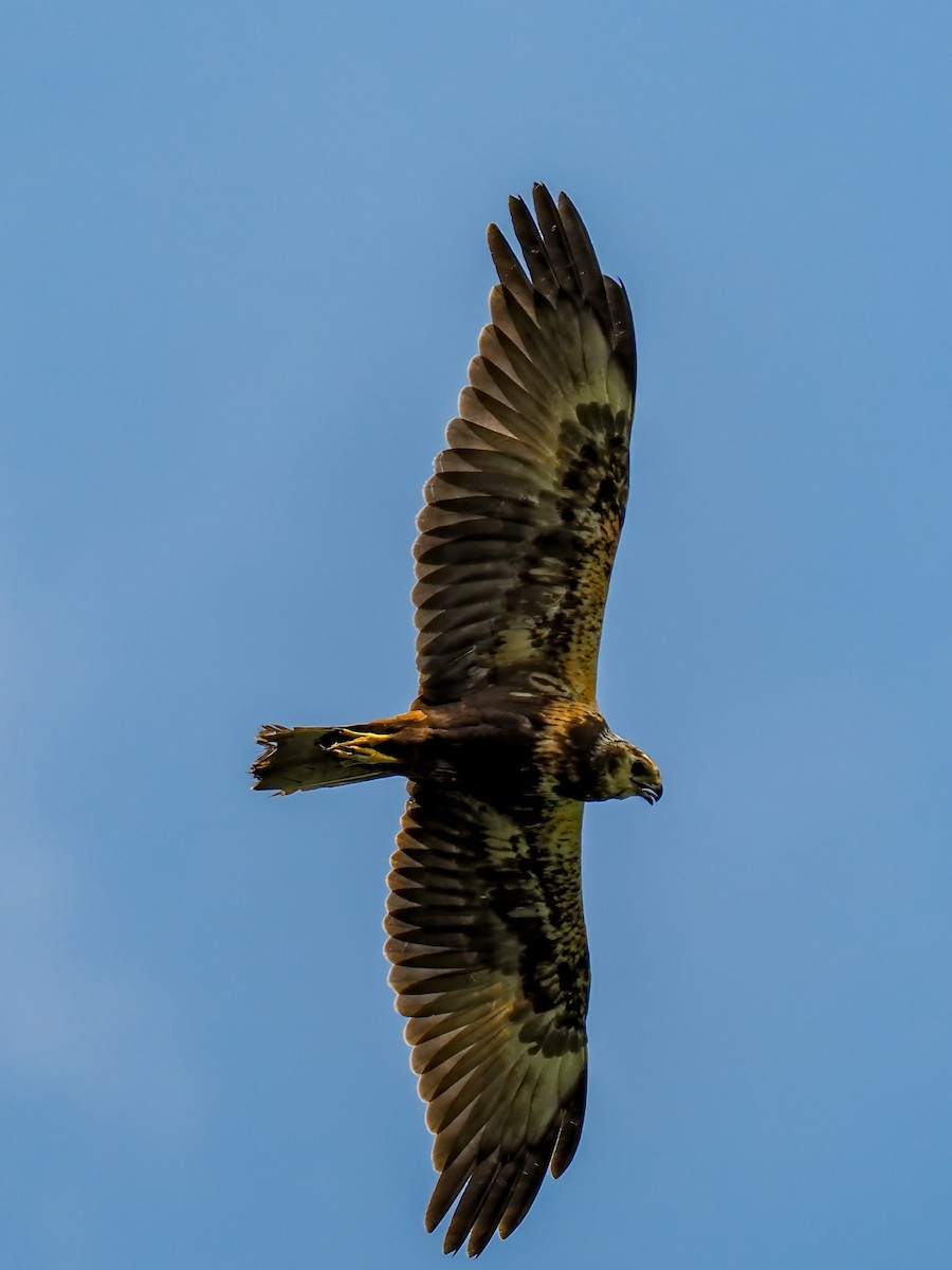 Eastern Marsh Harrier - ML645199136
