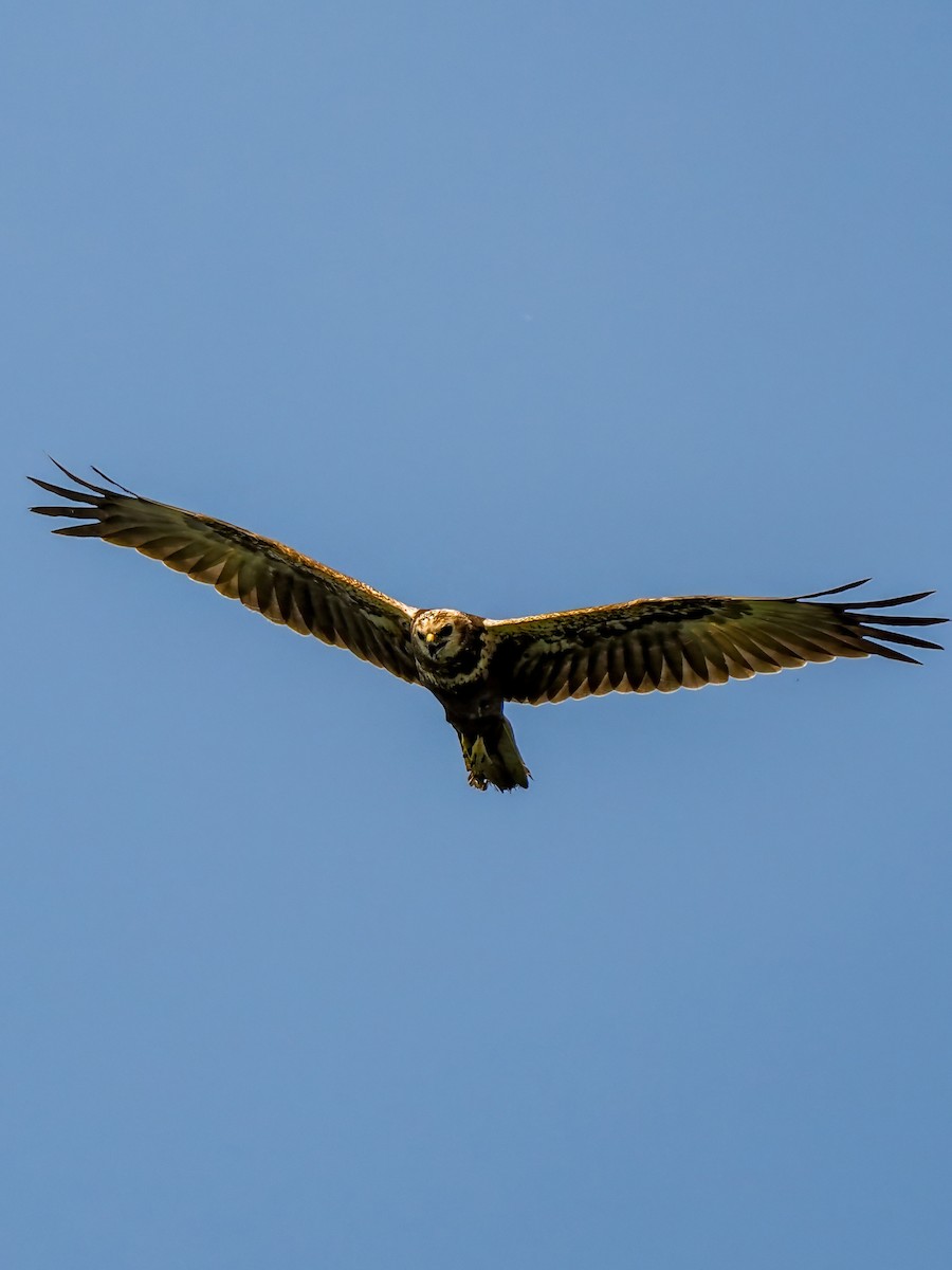 Eastern Marsh Harrier - ML645199138