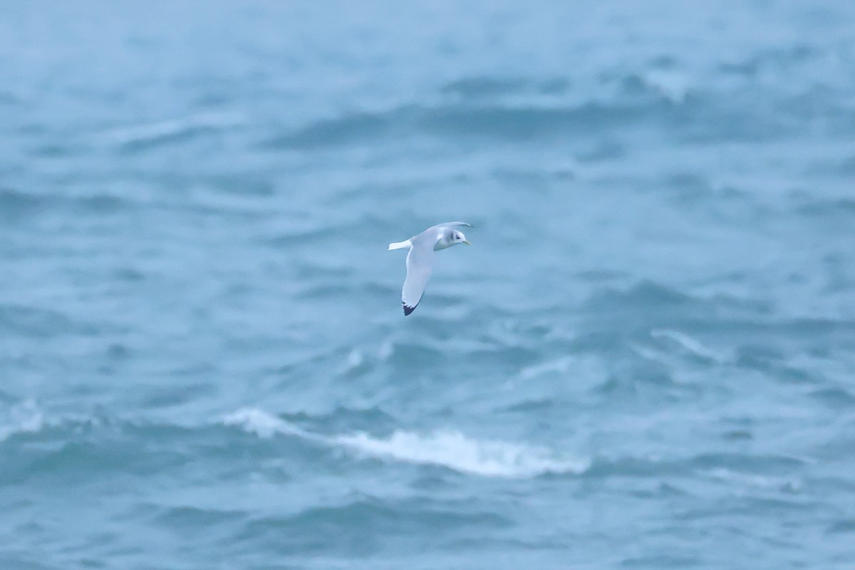 krykkje - ML645199141