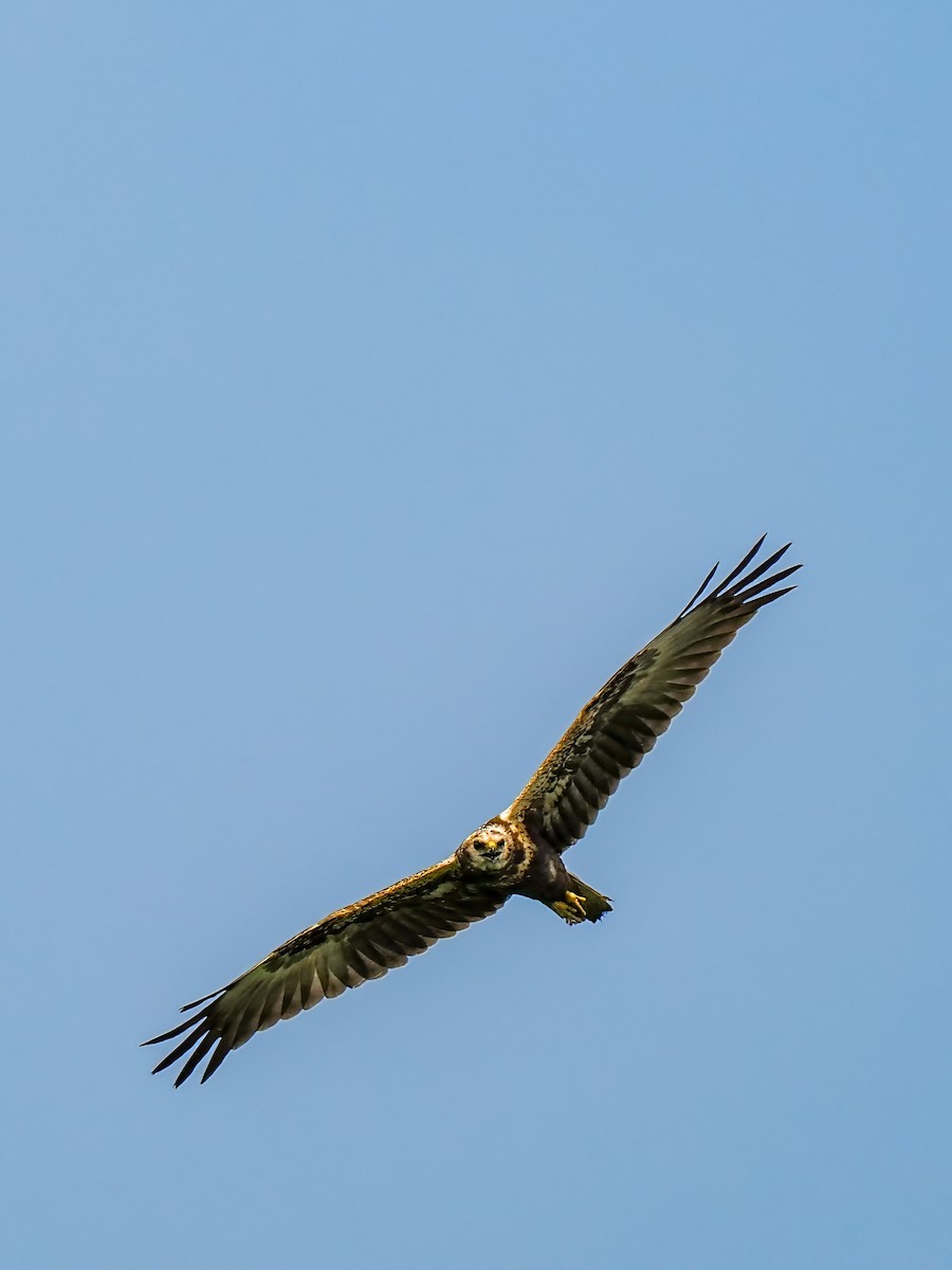 Eastern Marsh Harrier - ML645199144
