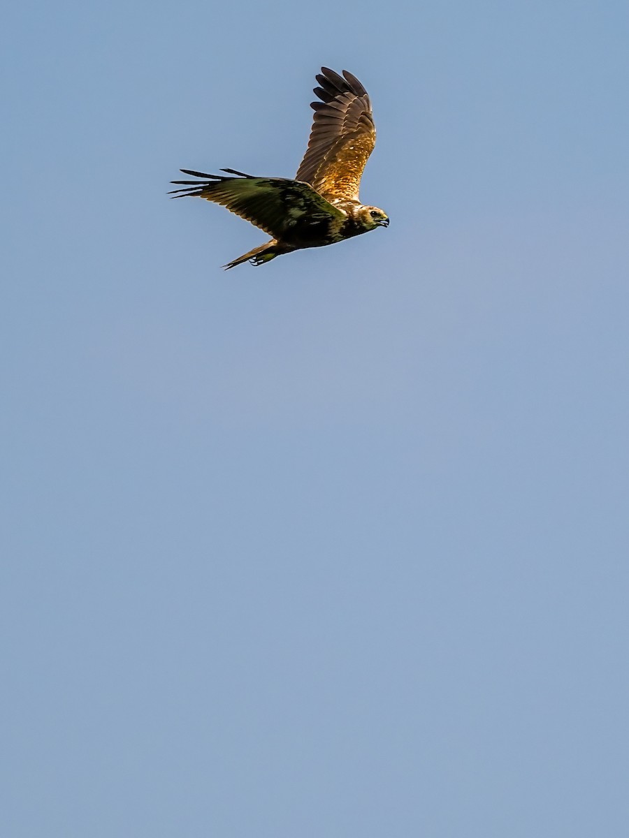 Eastern Marsh Harrier - ML645199145