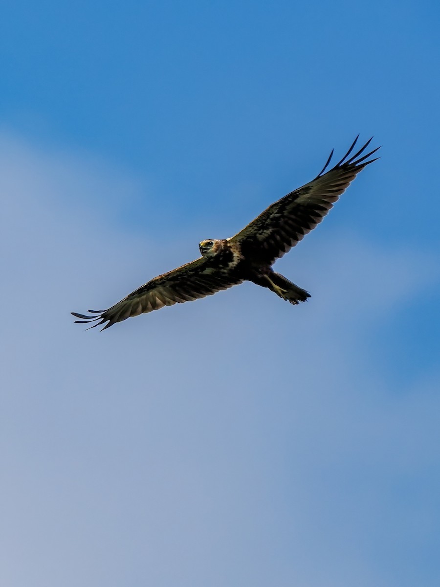 Eastern Marsh Harrier - ML645199146