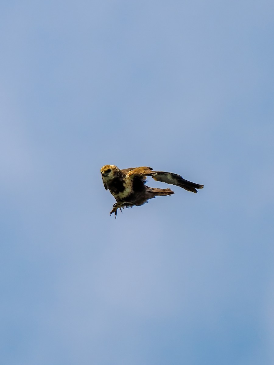 Eastern Marsh Harrier - ML645199147