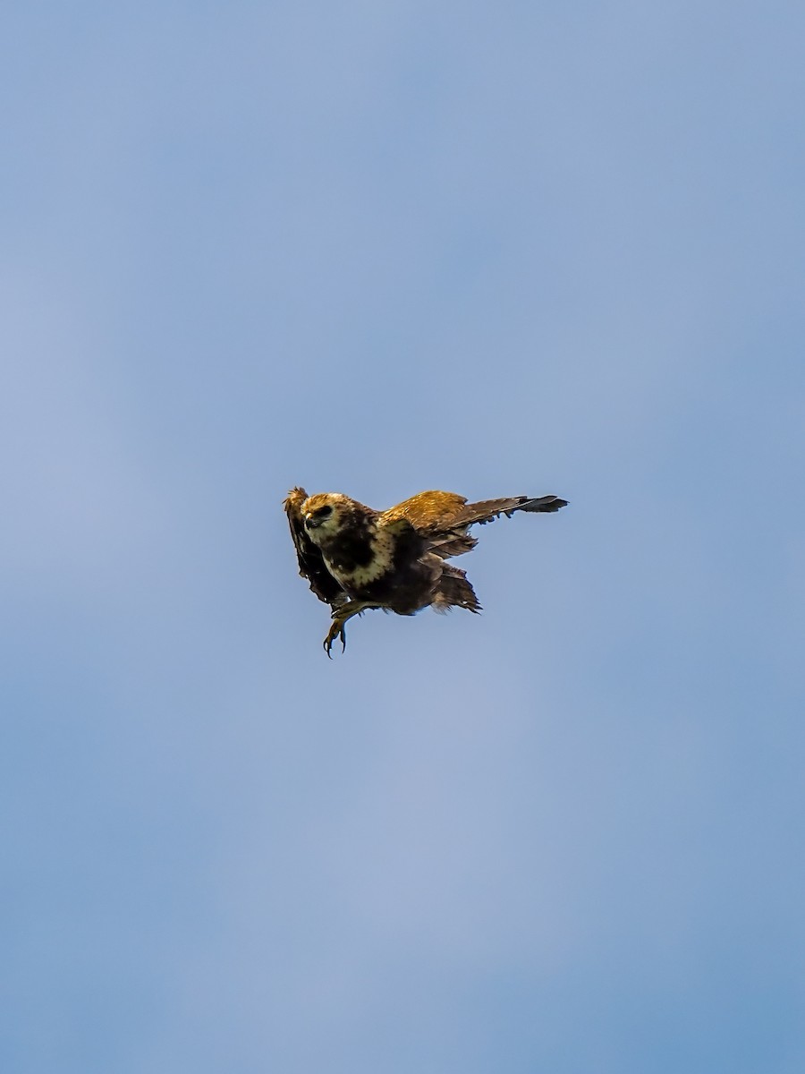 Eastern Marsh Harrier - ML645199149