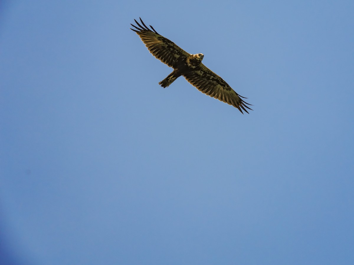 Eastern Marsh Harrier - ML645199152