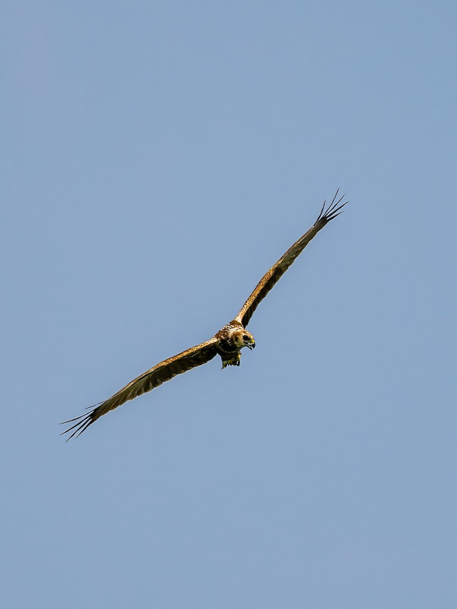 Eastern Marsh Harrier - ML645199153
