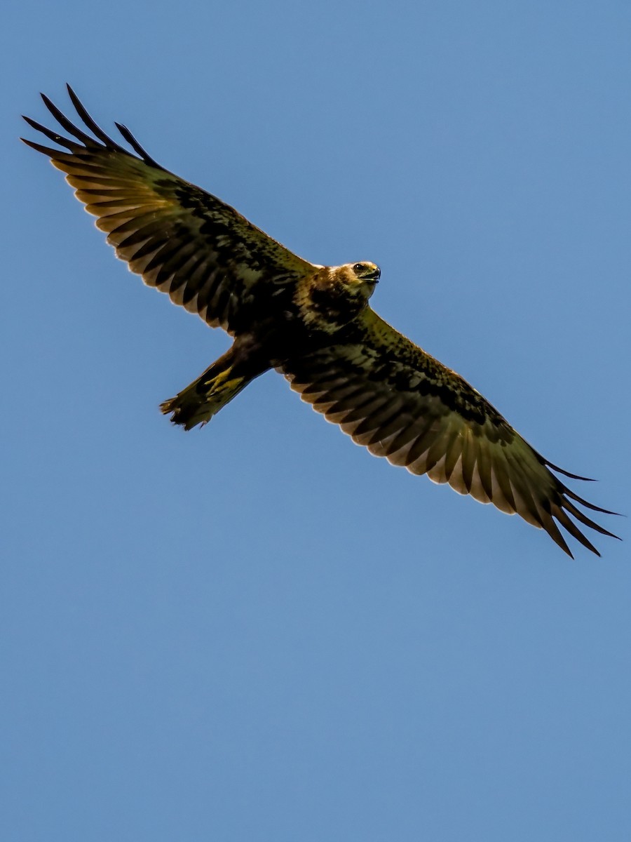 Eastern Marsh Harrier - ML645199154