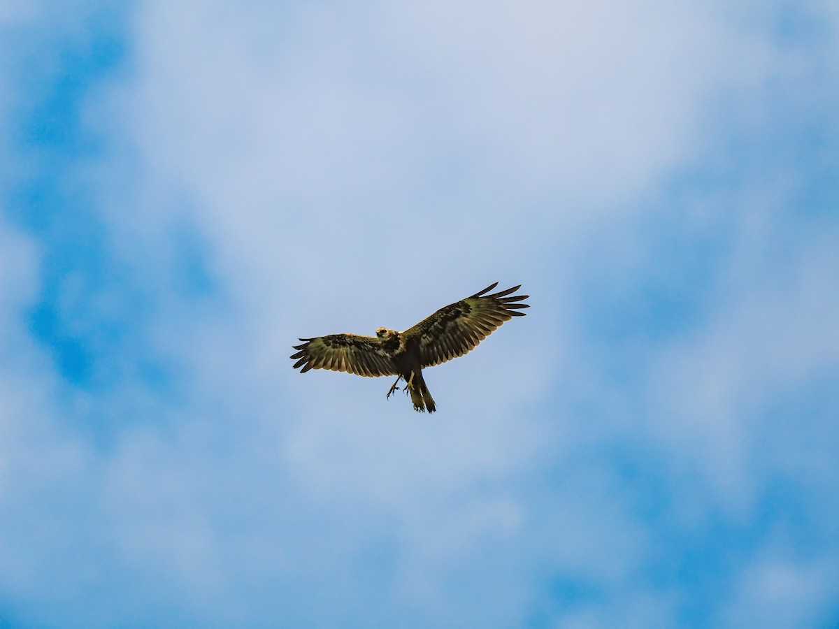 Eastern Marsh Harrier - ML645199155