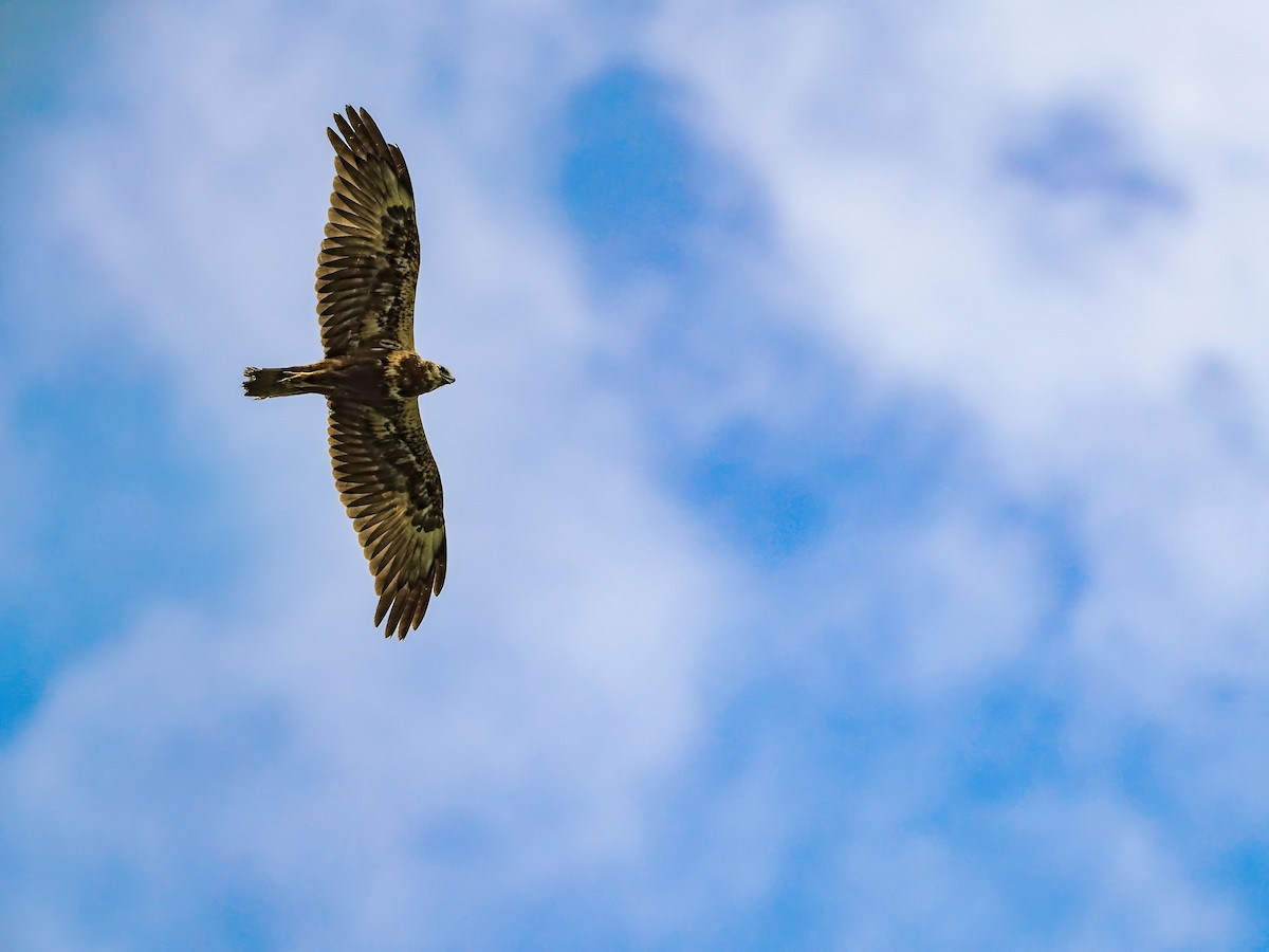 Eastern Marsh Harrier - ML645199156
