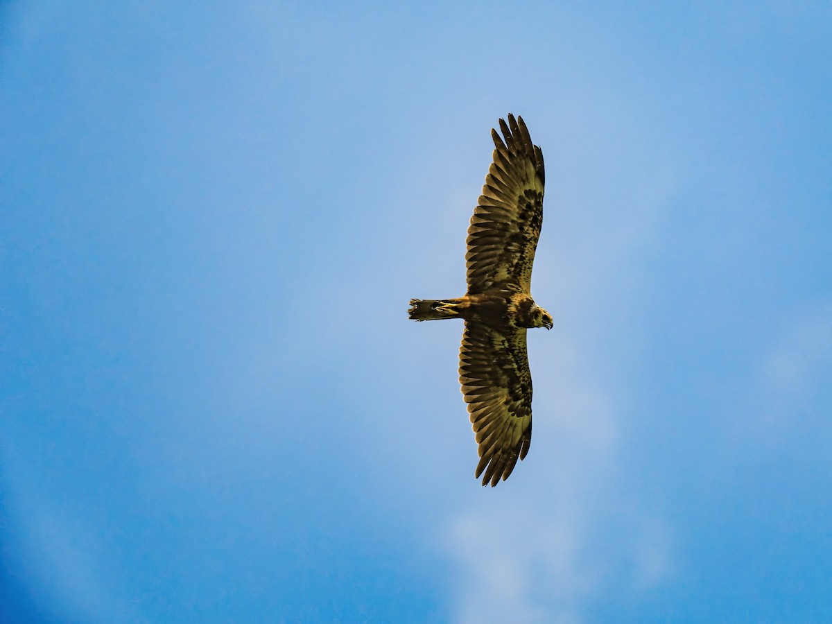 Eastern Marsh Harrier - ML645199157