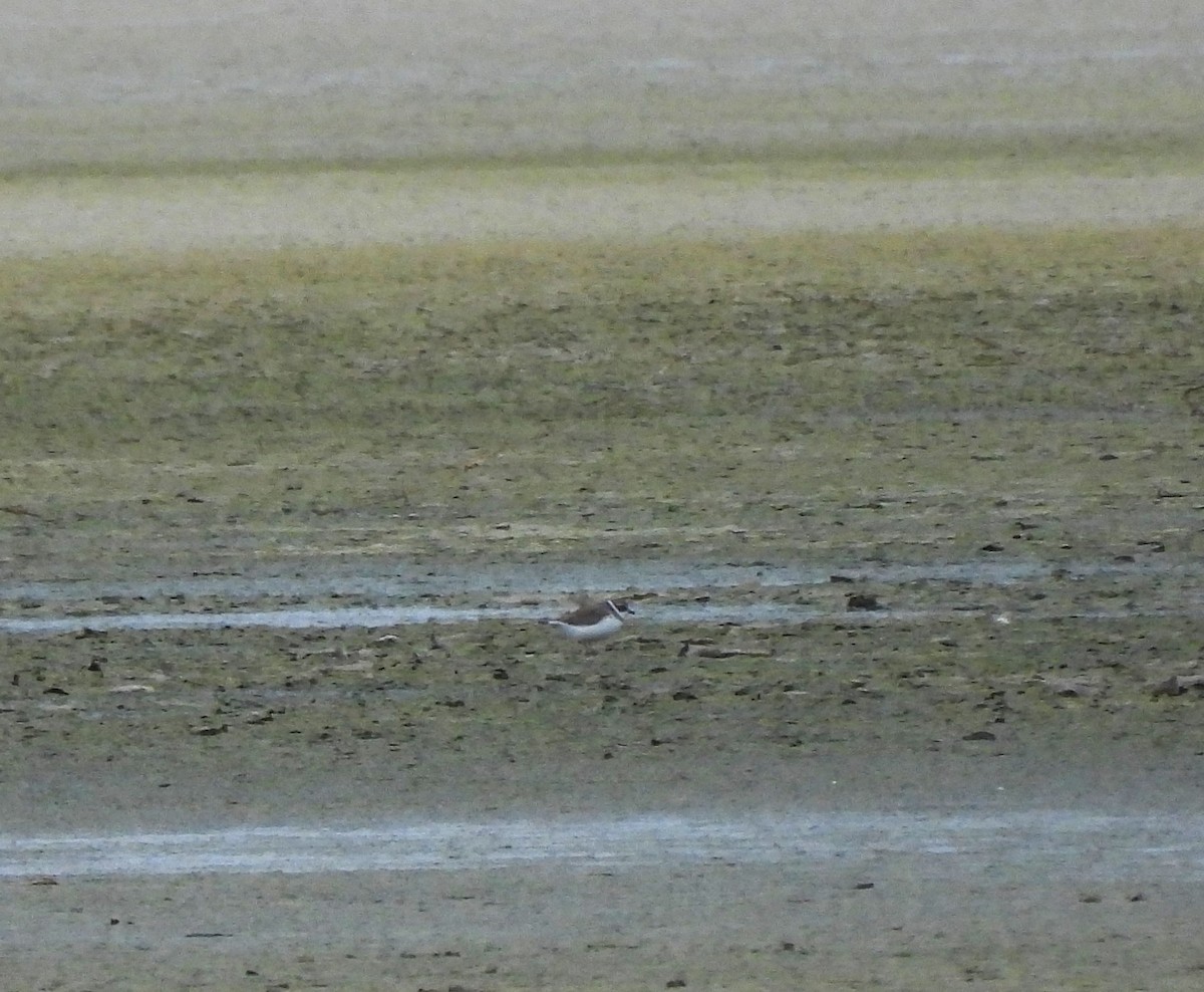 Semipalmated Plover - ML645199189