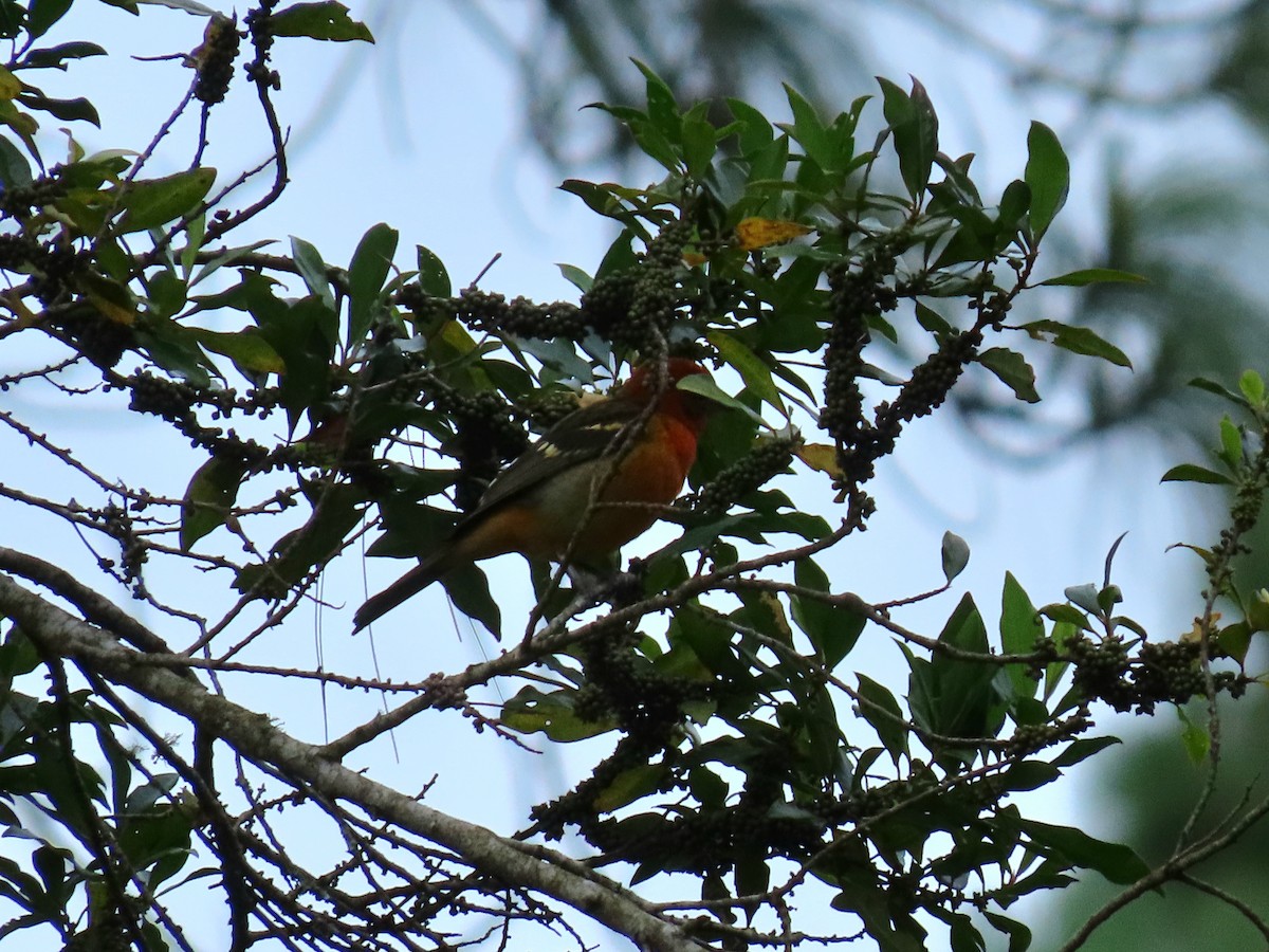 Flame-colored Tanager - ML645199190
