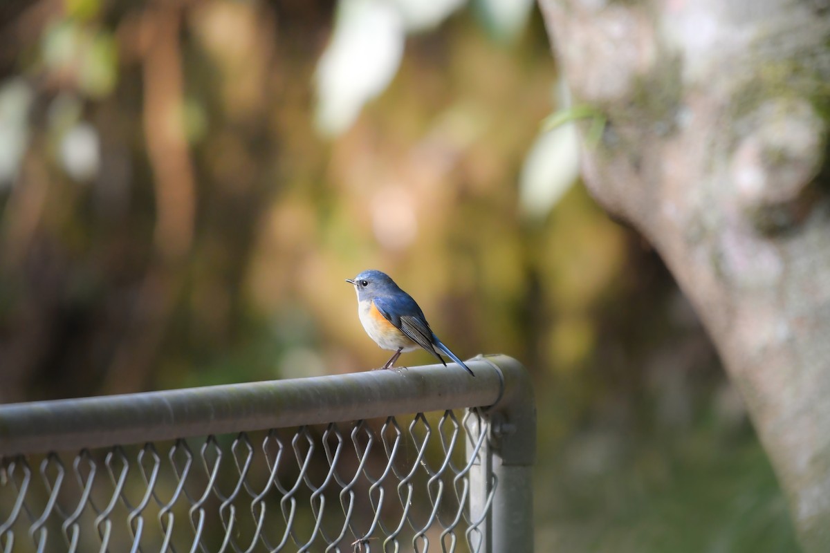 Red-flanked Bluetail - ML645199201