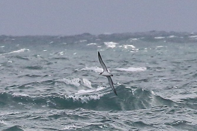 Scopoli's Shearwater - ML645199203