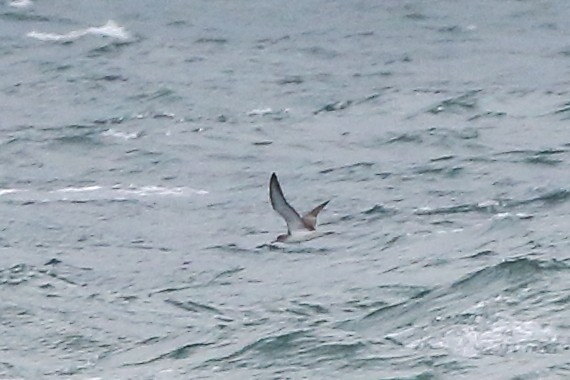 Scopoli's Shearwater - ML645199204