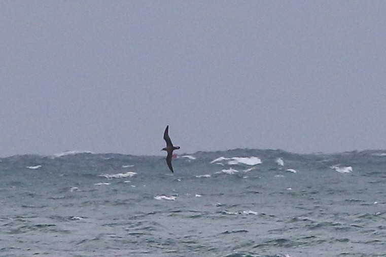 Scopoli's Shearwater - ML645199205